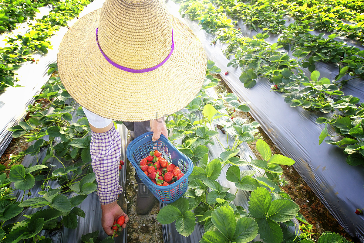 strawberry-planting-and-picking-picture-and-hd-photos-free-download