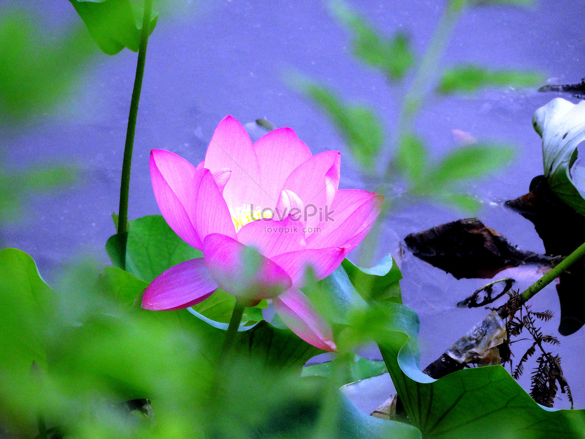 Hoa sen - Mời bạn thưởng thức hình ảnh cực đẹp về hoa sen, những đóa hoa tinh khôi trên nền đầm sen xanh rực rỡ. Hãy nhìn ngắm và cảm nhận vẻ đẹp thơ ngây và thanh tao của loài hoa đặc trưng của Việt Nam.