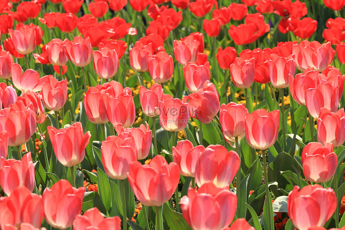 ảnh Hoa Tulip Biển Tải Xuống Miễn Phí, ảnh hoa tulip, hoa, cây đẹp ...
