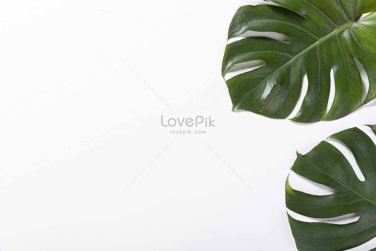 Turtle Leaf Background Picture And HD Photos | Free Download On Lovepik