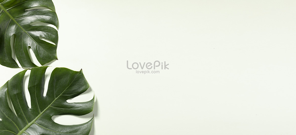 Turtle Leaf Background Picture And HD Photos | Free Download On Lovepik