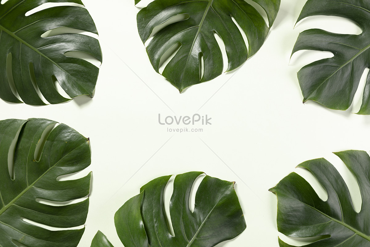 Turtle Leaf Background Picture And HD Photos | Free Download On Lovepik