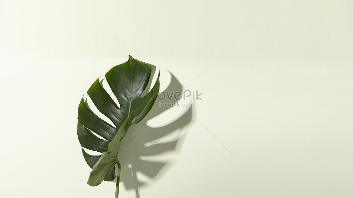 Turtle Leaf Background Picture And HD Photos | Free Download On Lovepik