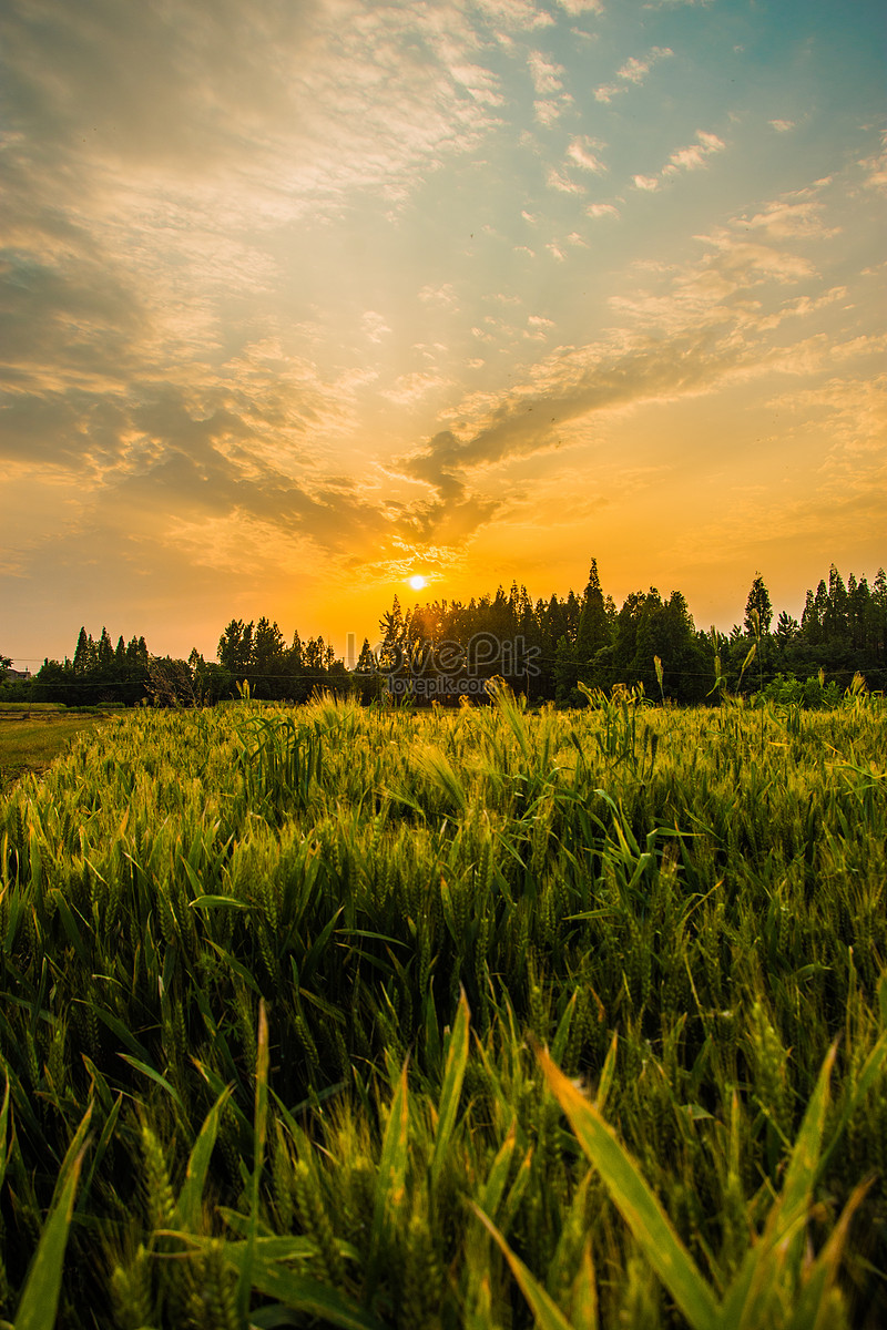 Cánh đồng lúa mì, hoàng hôn: Cảnh đẹp của cánh đồng lúa mì trong hoàng hôn khiến bạn như đang thả lưới tình vào thế giới thiên nhiên. Đây sẽ là cảnh tượng lãng mạn nhất mà bạn đã từng được chiêm ngưỡng.