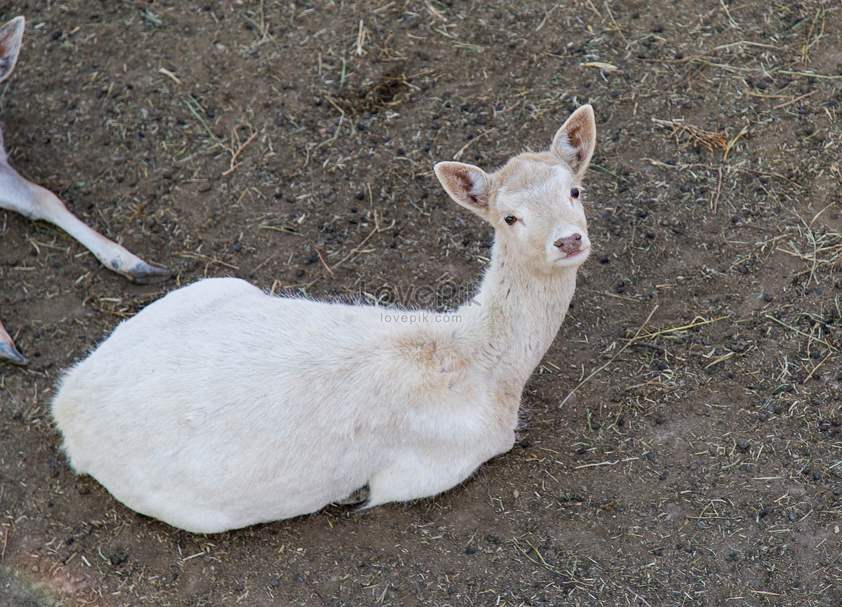 白い鹿 写真素材フリー、毛皮, 動物園, 動物 画像無料ダウンロード - Lovepik