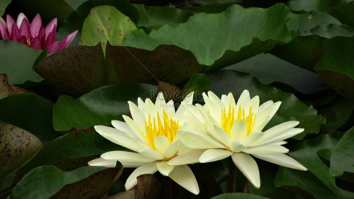 White Lotus And Water Lily Picture And HD Photos | Free Download On Lovepik