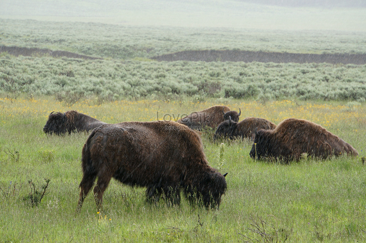 Yak Herd Picture And HD Photos | Free Download On Lovepik