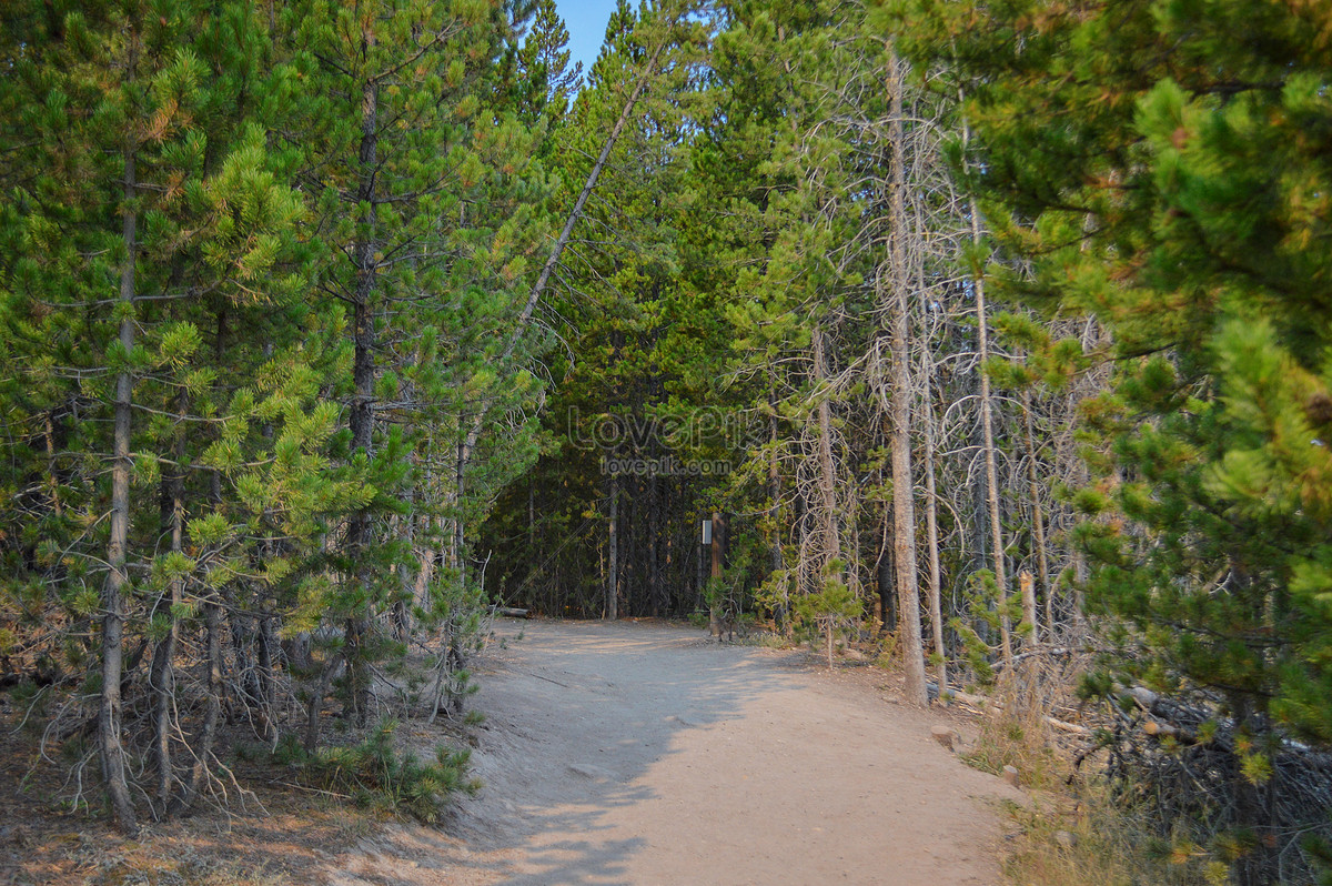 Yellowstone Forest