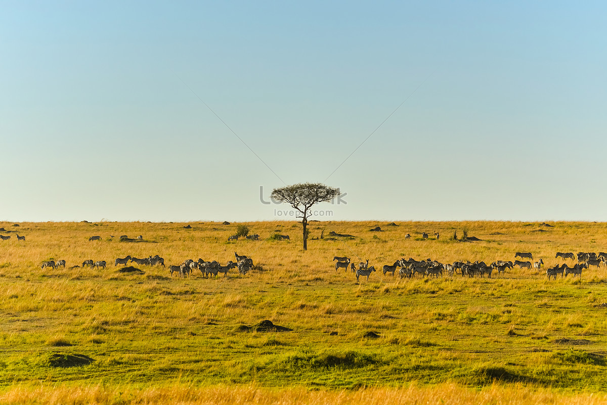 African Grassland Landscape Picture And Hd Photos Free Download On Lovepik
