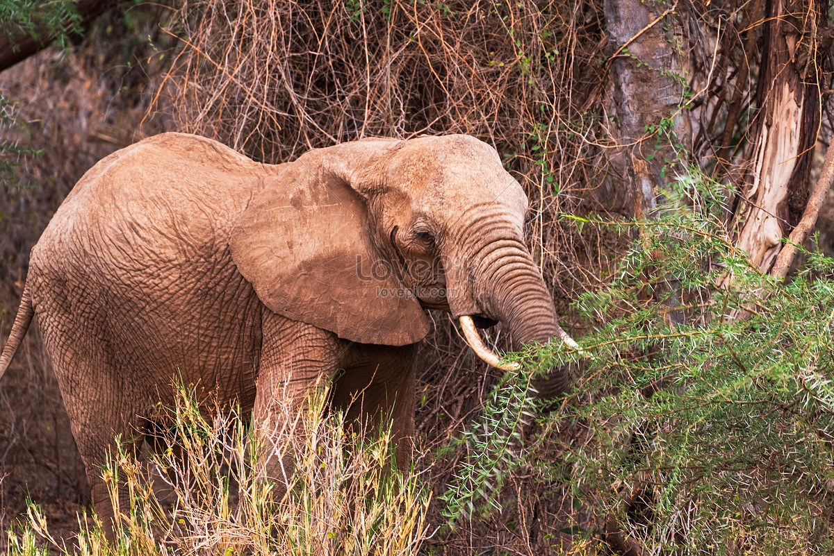 African Jungle Elephant Picture And HD Photos | Free Download On Lovepik