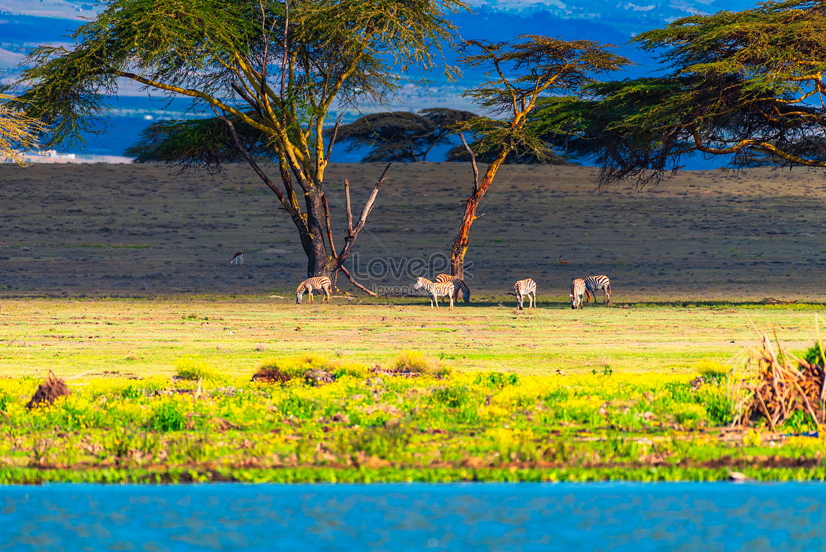 Phong cảnh Châu Phi với những bức ảnh miễn phí sẽ giúp bạn tận hưởng những khoảnh khắc tuyệt đẹp của bầu trời và núi rừng. Bối cảnh thiên nhiên hoang sơ và không gian rộng lớn sẽ khiến bạn cảm thấy mình như đang sống trong một thế giới khác.