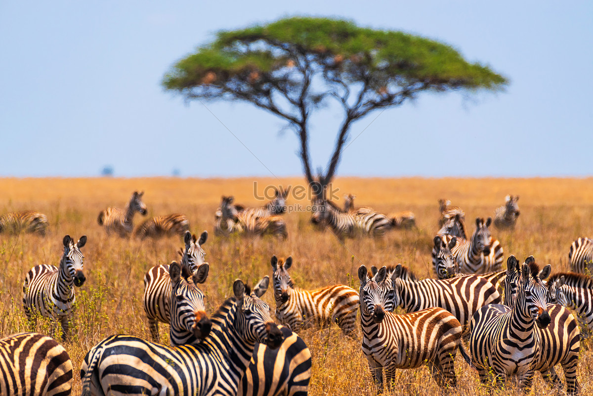 African Savanna Picture And HD Photos | Free Download On Lovepik