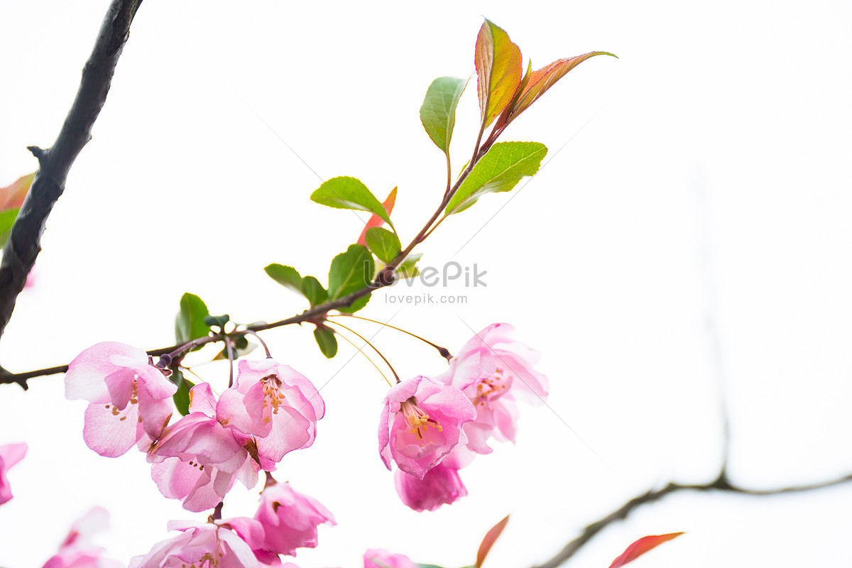 Flor Floreciente De Begonia Foto | Descarga Gratuita HD Imagen de Foto -  Lovepik