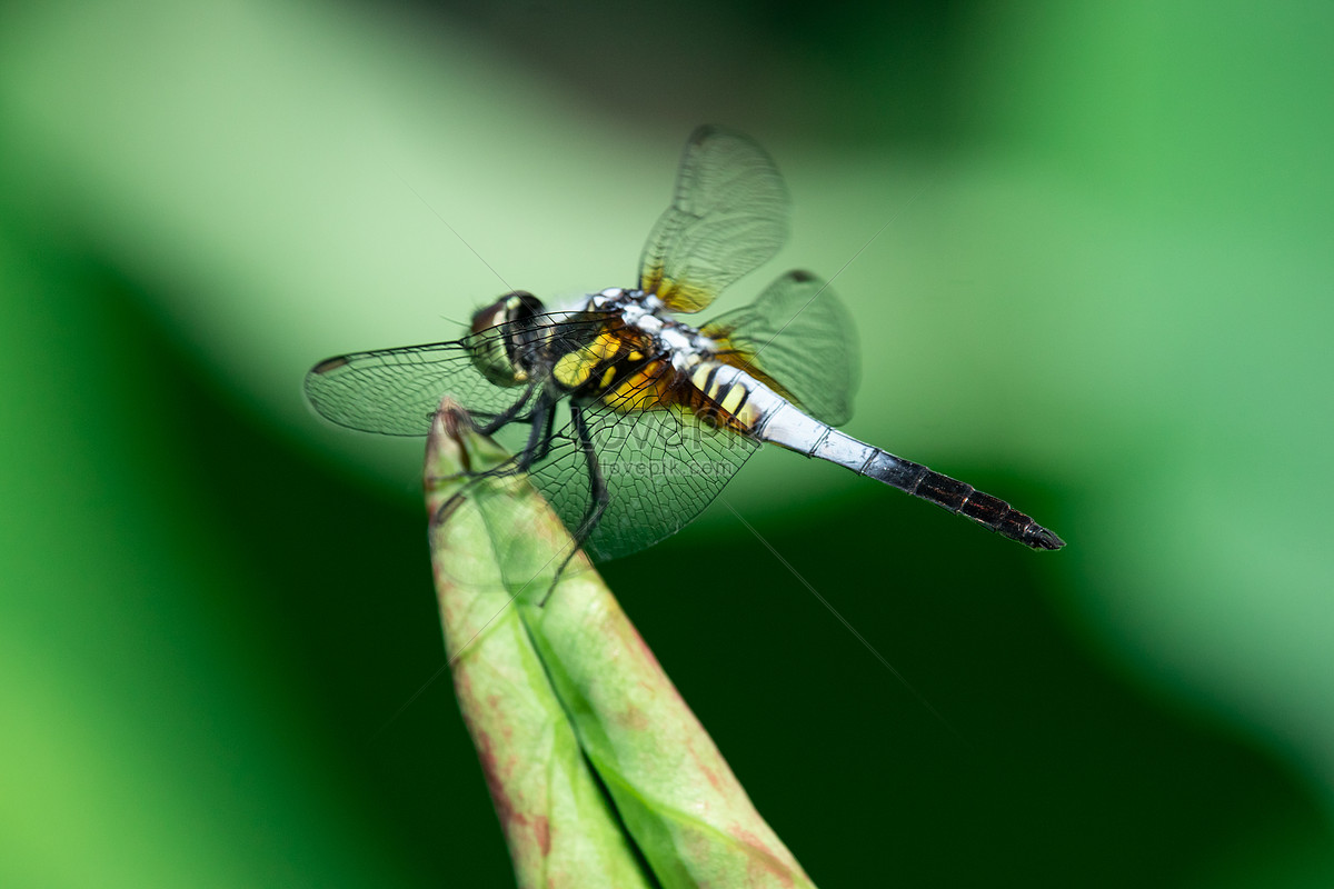 Dragonfly Picture And HD Photos | Free Download On Lovepik