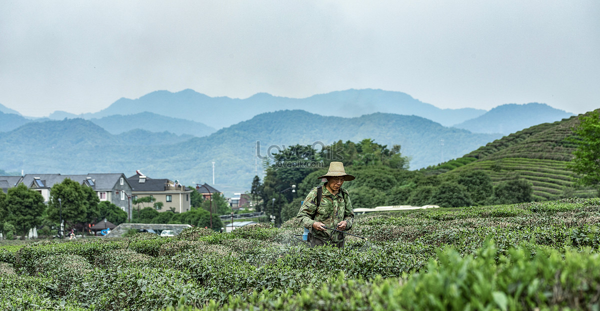 Farmer Tea Garden Work Picture And HD Photos | Free Download On Lovepik