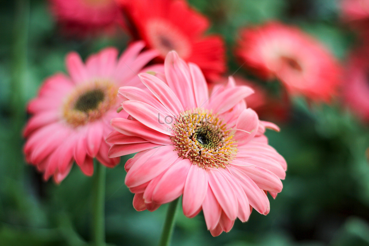 Gerbera Foto | Descarga Gratuita HD Imagen de Foto - Lovepik