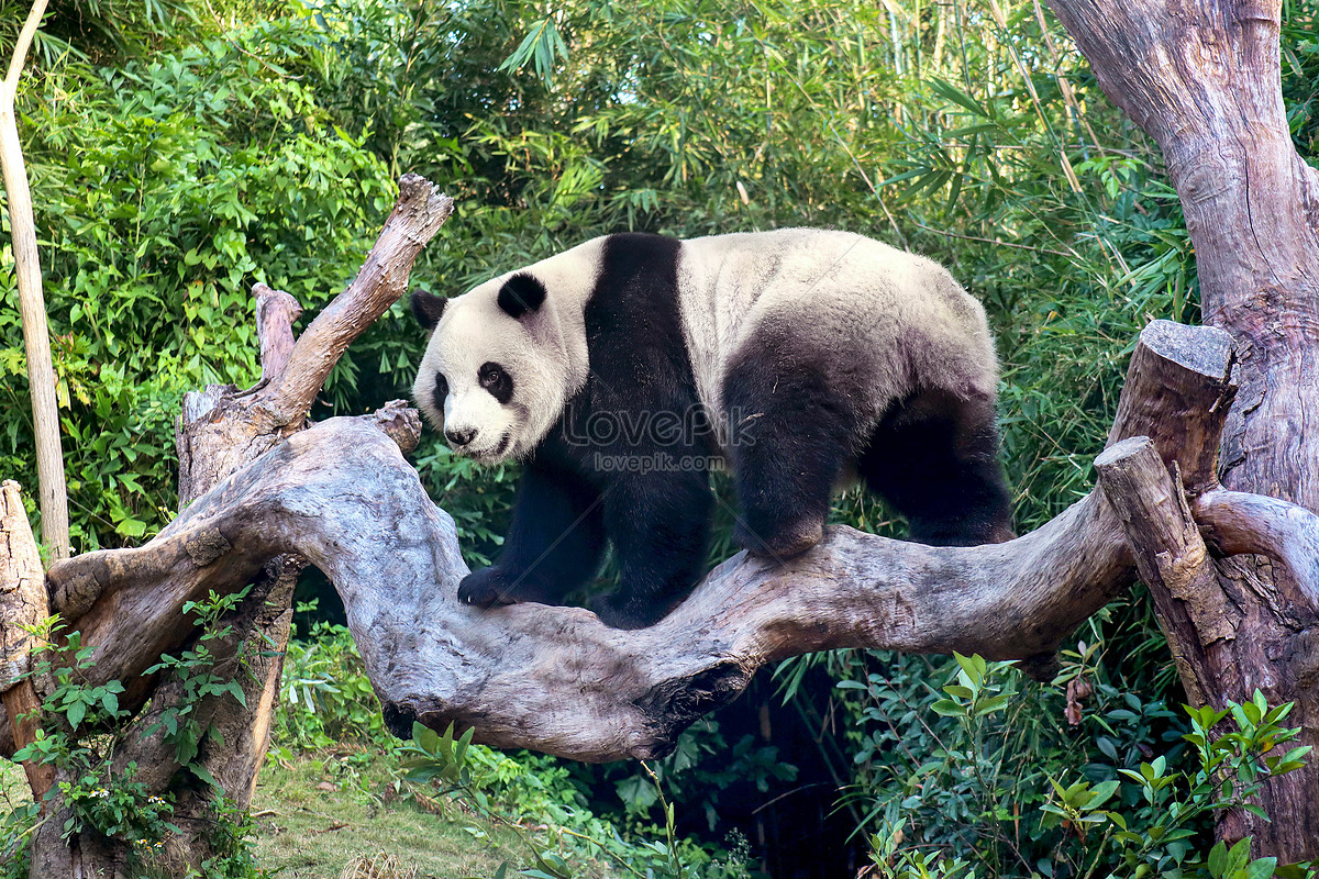 Гигантская панда залезает на дерево изображение_Фото номер 501304021_JPG  Формат изображения_ru.lovepik.com
