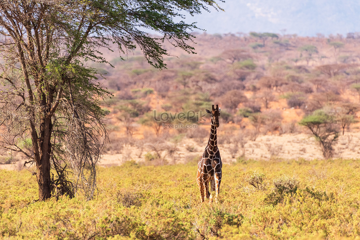 Giraffe In The Bush Picture And HD Photos | Free Download On Lovepik