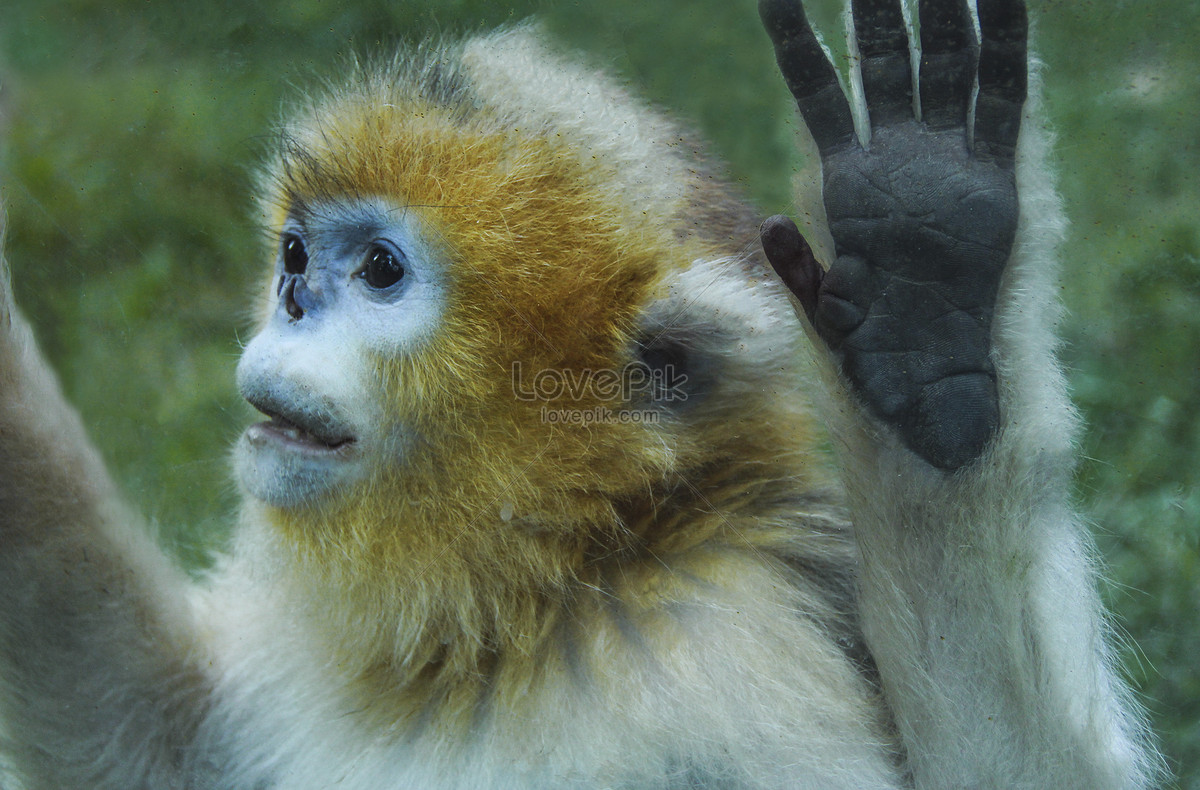 Những chú khỉ vàng đáng yêu và thông minh đã được lưu giữ trong bức ảnh tuyệt đẹp này. Chúng là những sinh vật đặc biệt và duy nhất trên thế giới và đang gặp nguy hiểm do mất môi trường sống. Hãy xem ảnh để chiêm ngưỡng vẻ đẹp của chúng và cùng bảo vệ chúng khỏi tuyệt chủng.