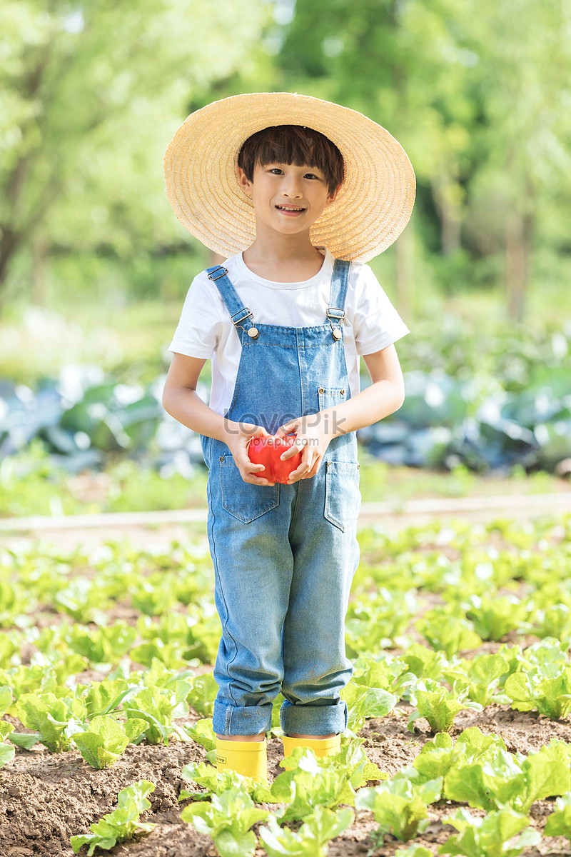 Little Boy Farm Picking Vegetables Picture And HD Photos | Free ...