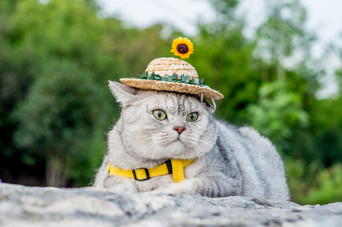 straw cat hat