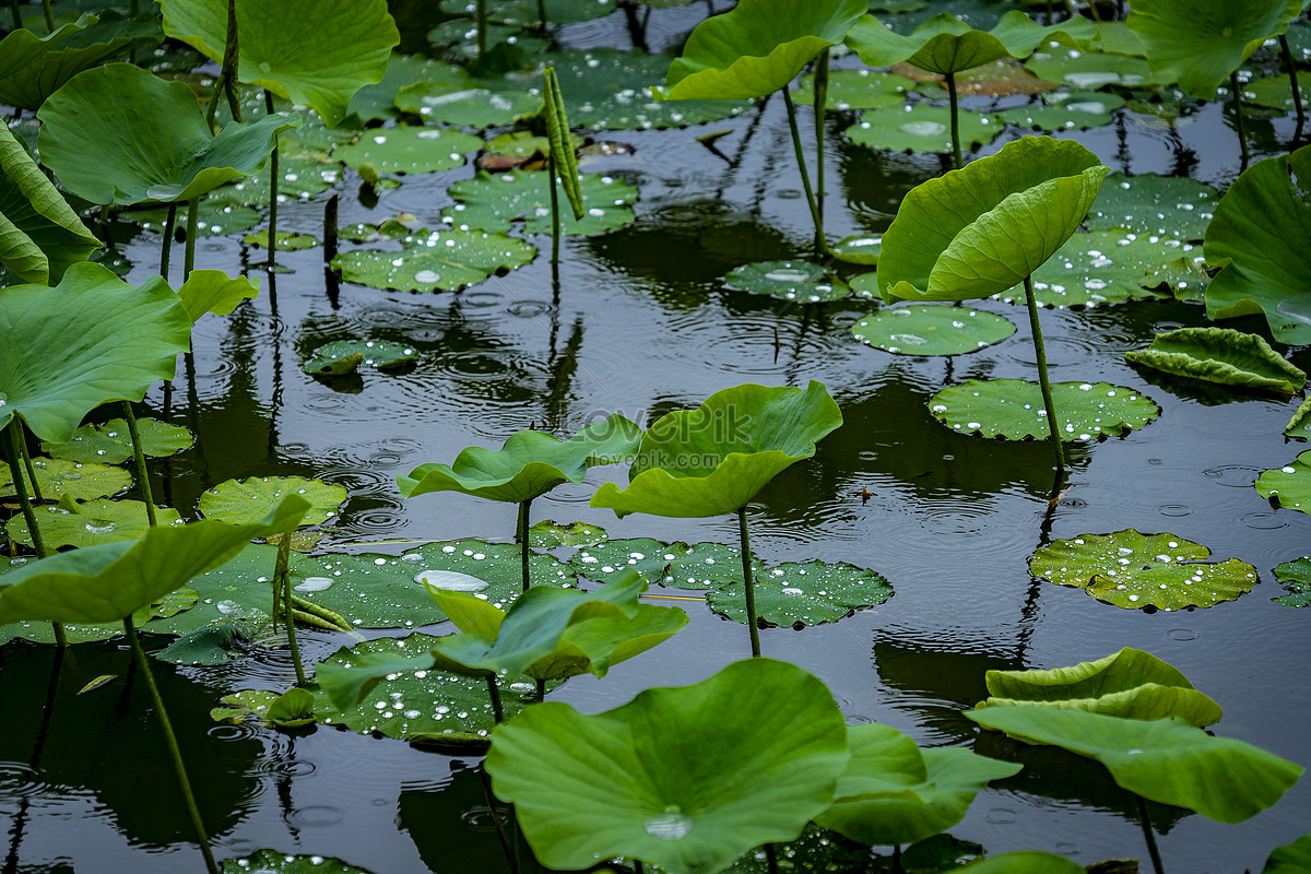 May Rain Picture And HD Photos | Free Download On Lovepik