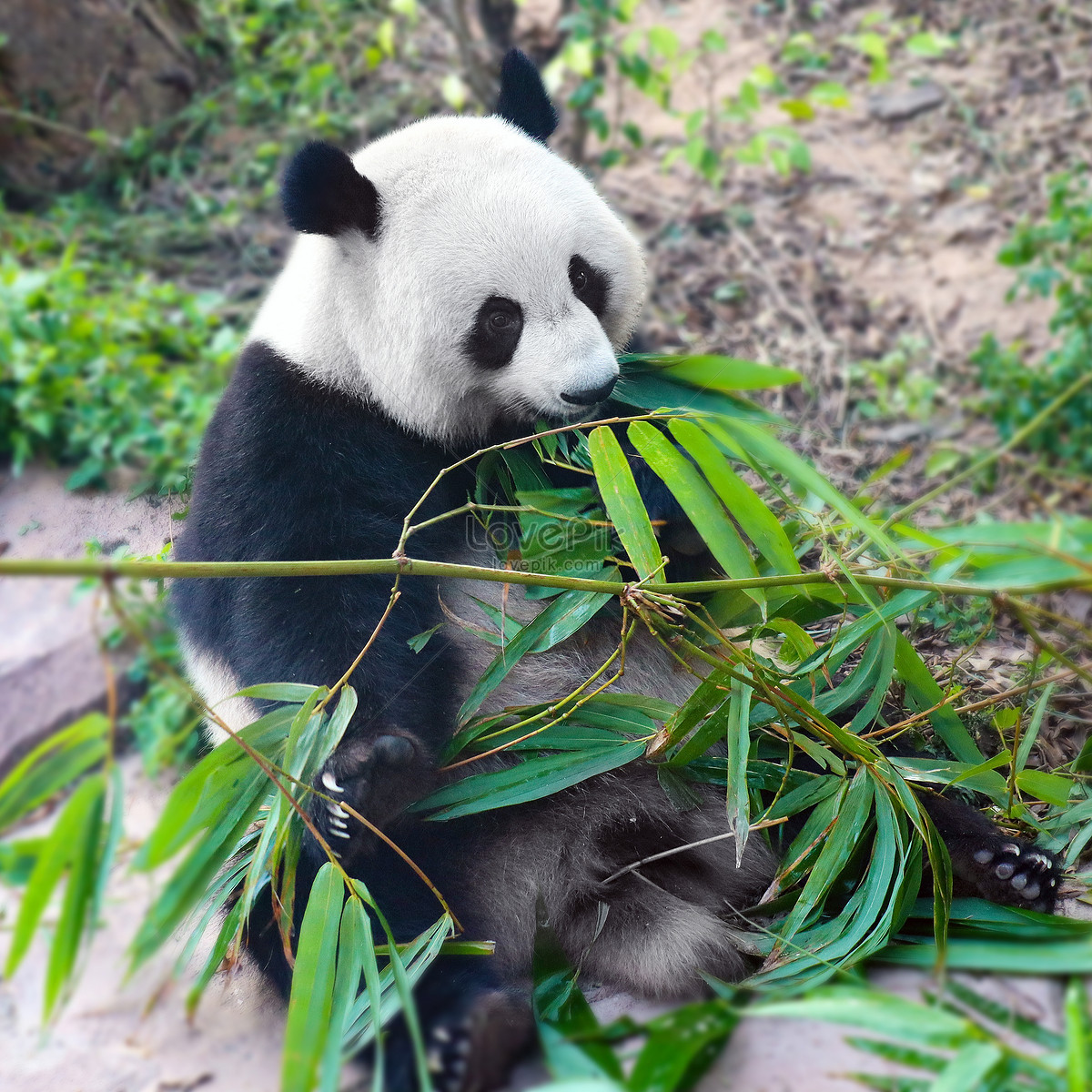 可爱熊猫吃竹子图片素材-编号30832021-图行天下