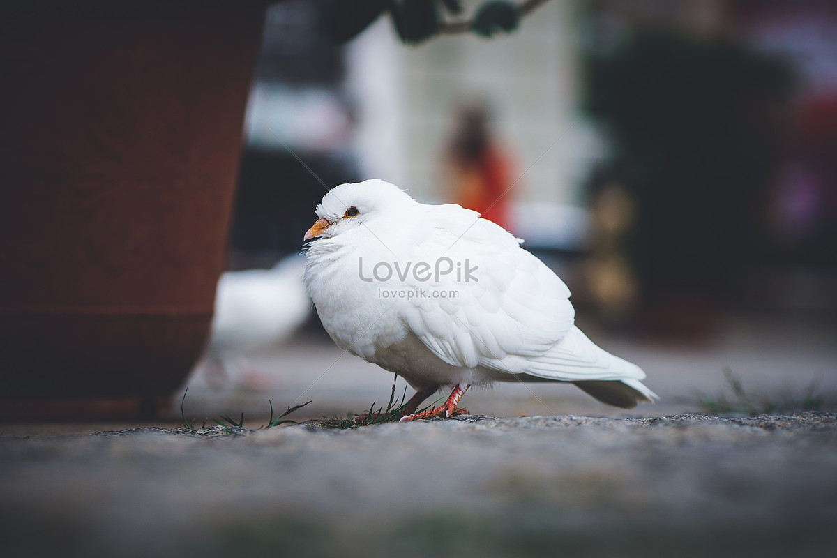 Chim bồ câu bay, hòa bình, hòa bình chim bồ câu thiết kế trang trí, Adobe  Illustrator, nghệ thuật png | PNGEgg