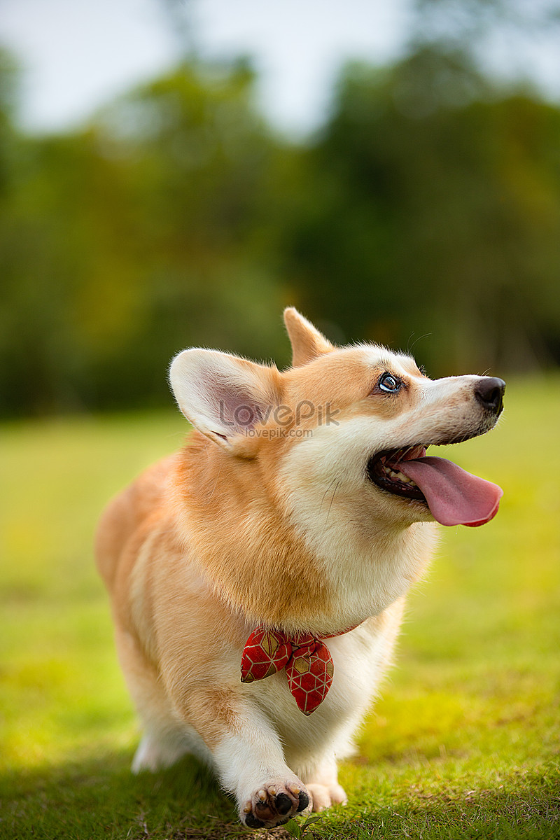 Small dog sales short legs