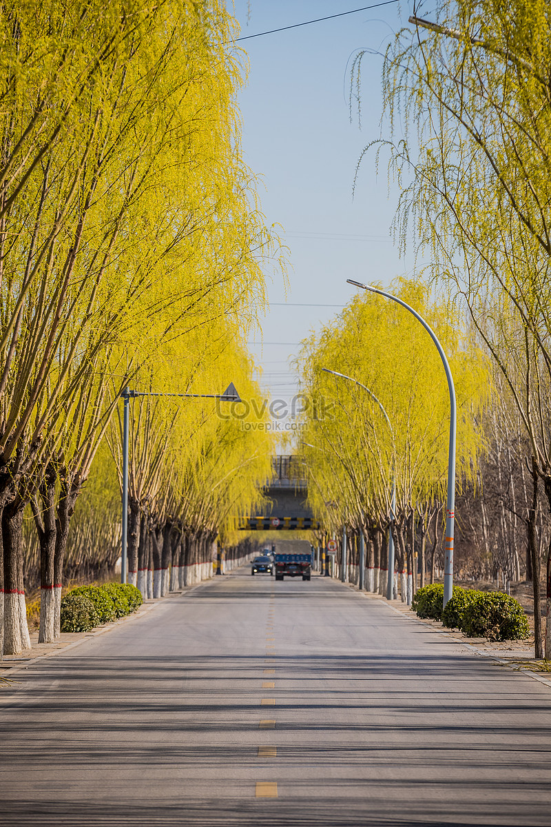 ảnh Phong Cảnh đường Phố Tải Xuống Miễn Phí, ảnh phong cảnh, cây cối, đường  cao tốc đẹp Trên Lovepik