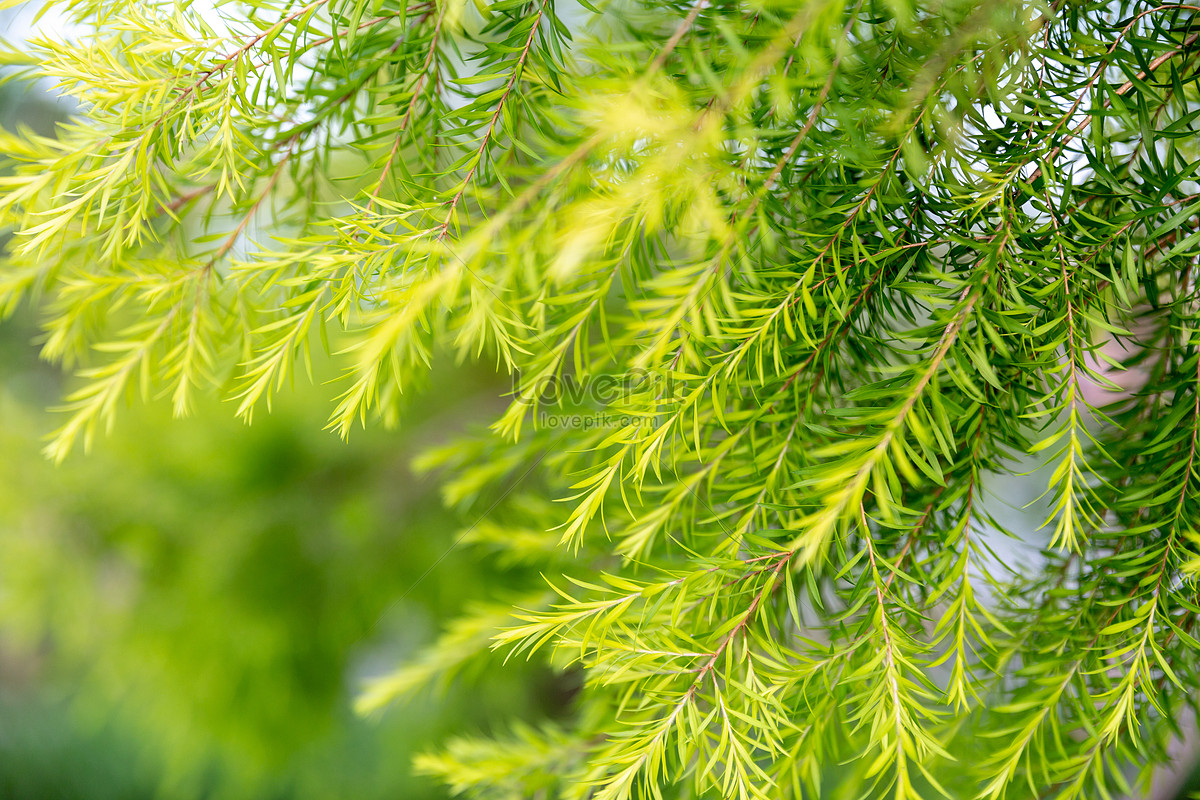 Summer Green Leaf Material Picture And HD Photos | Free Download On Lovepik