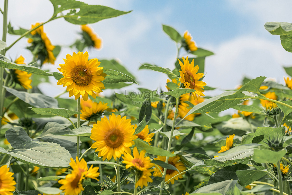 Sunflower Picture And HD Photos | Free Download On Lovepik