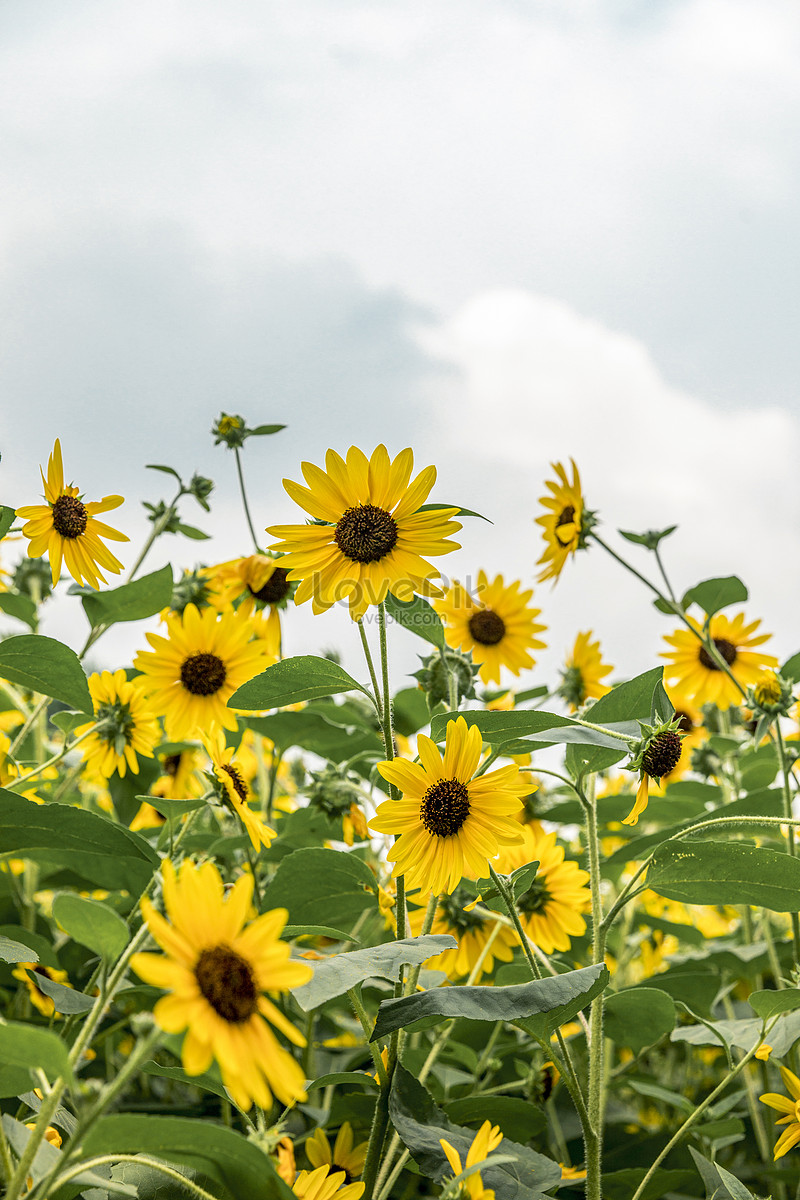 Sunflower Picture And Hd Photos 