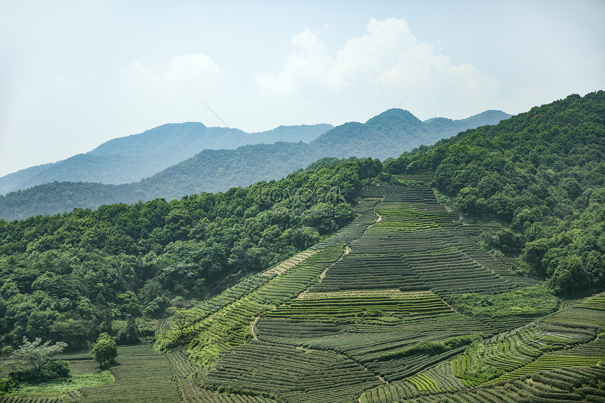 Tea Garden Picture And HD Photos | Free Download On Lovepik