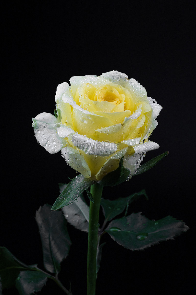 Yellow Rose Picture And HD Photos | Free Download On Lovepik