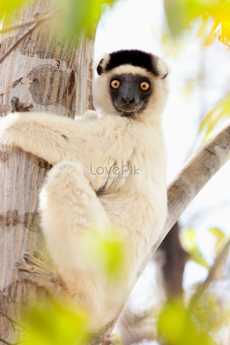 ảnh Một Con Vượn Cáo ở Vườn Quốc Gia Madagascar Tải Xuống Miễn Phí ...