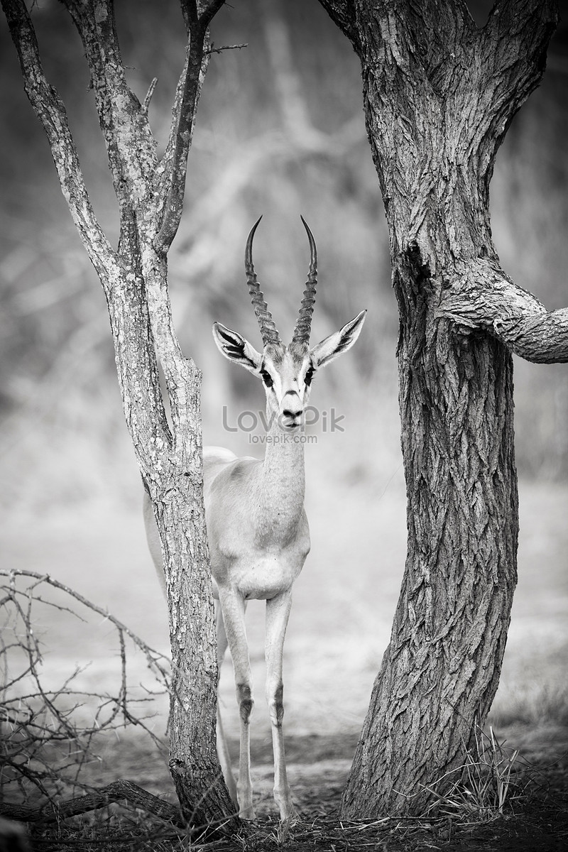 A Thomsons Gazelle In The Serenki Reserve Picture And HD Photos | Free  Download On Lovepik