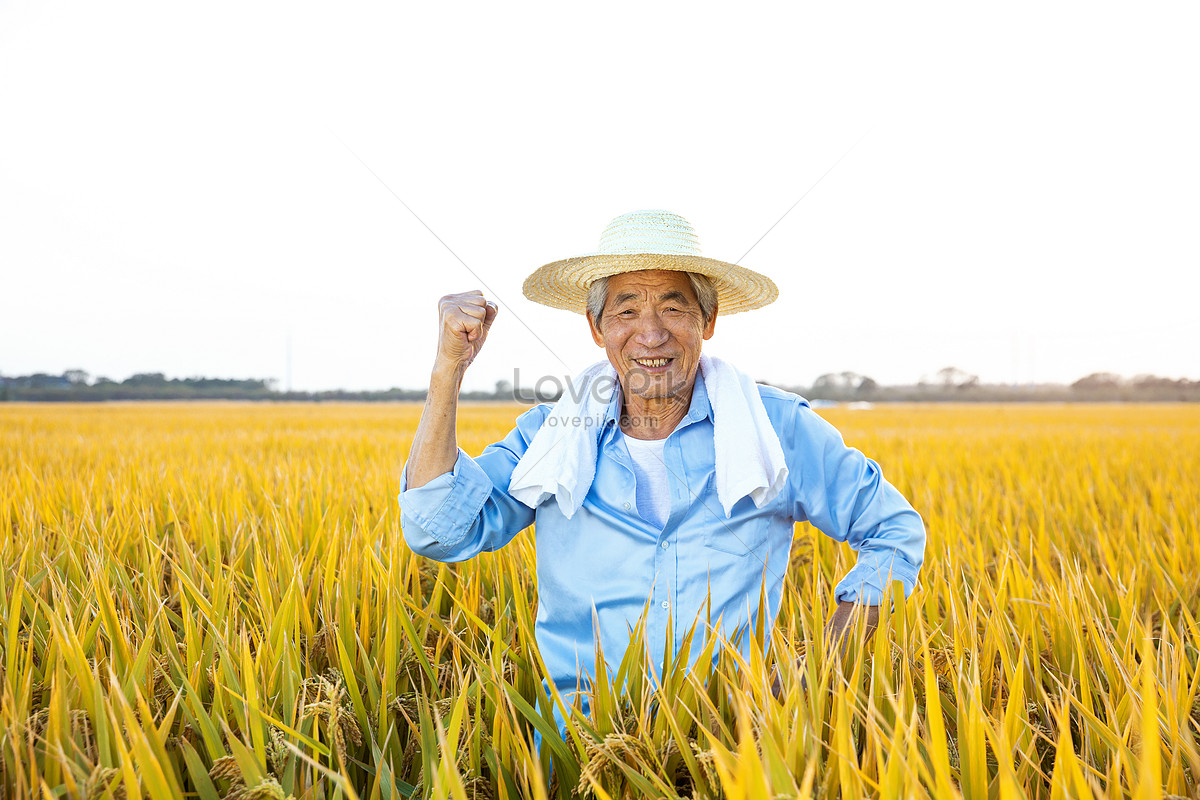 Autumn Farmers Rice Harvest Picture And HD Photos | Free Download On ...