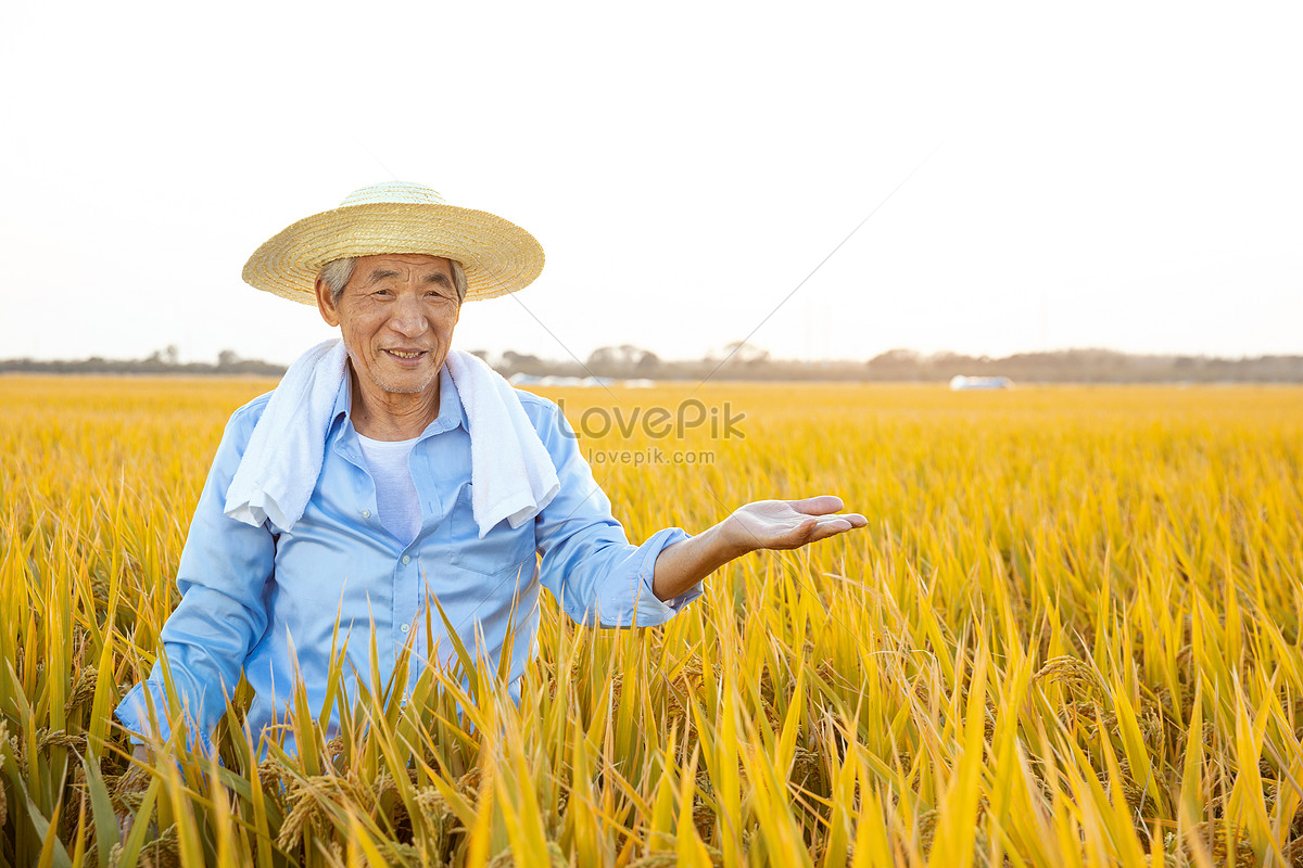 Autumn Peasant Harvest Rice Picture And HD Photos | Free Download On ...