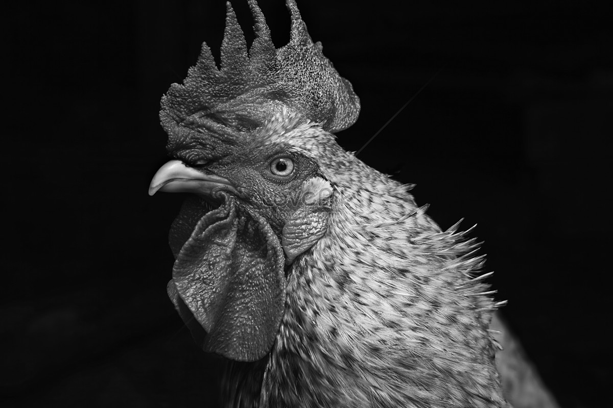 Photo de Portrait De Coq Noir Et Blanc poulet noir et blanc