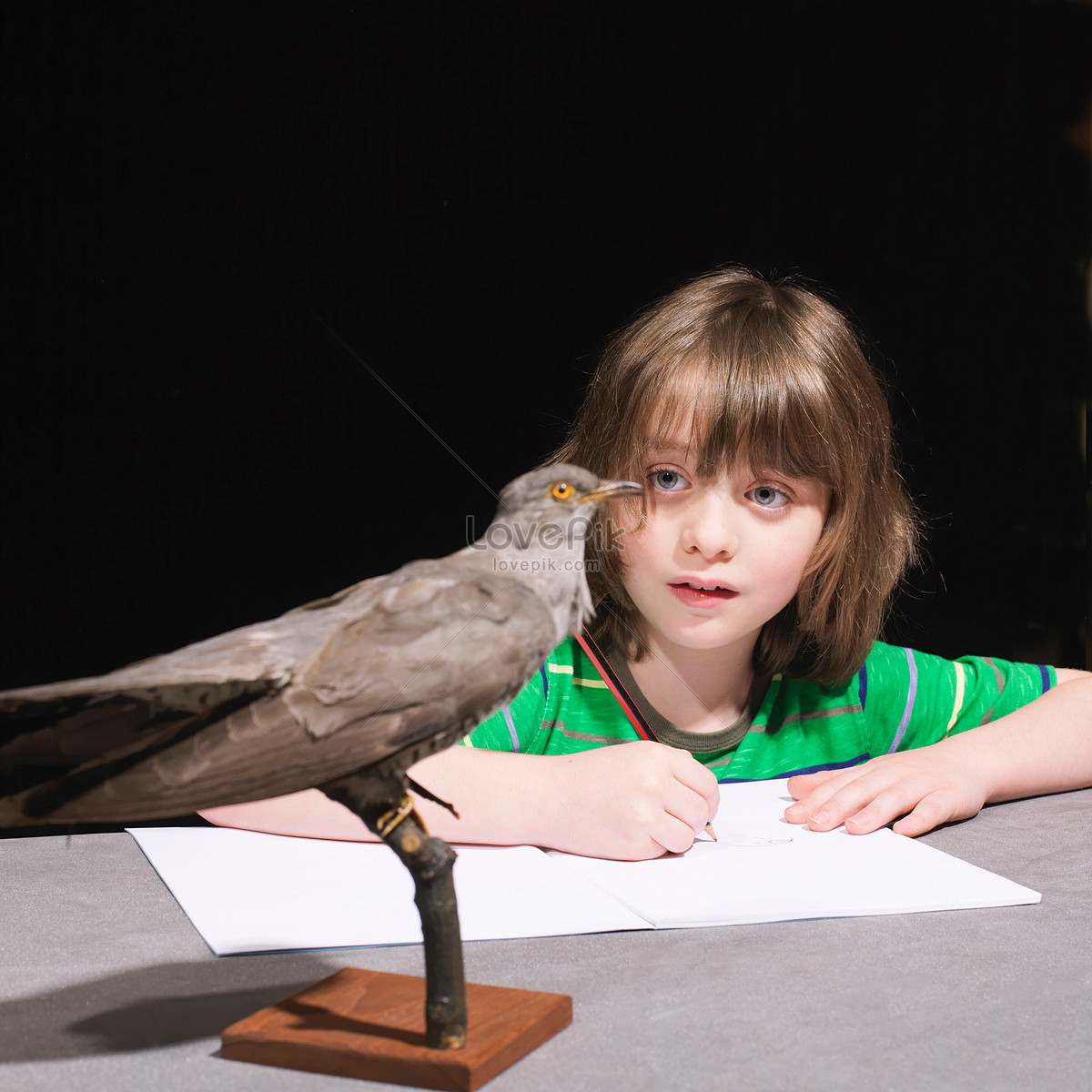 Мальчик и птица сколько. Галерея мальчик птица. Мальчик рисует птицу. Мальчик-птица 2008 год. Мальчик с птичкой Челябинск.