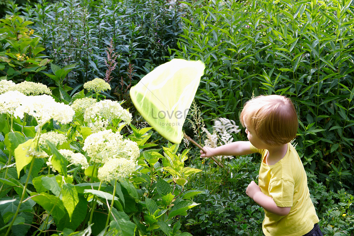 Boy Playing Butterfly Net In The Garden Picture And HD Photos