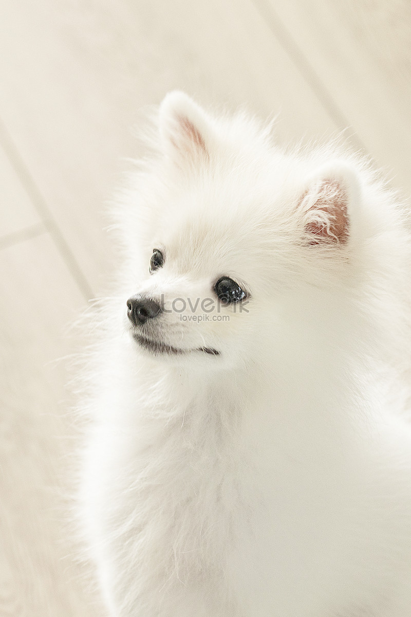 Cute Dog Pomeranian Picture And HD Photos | Free Download On Lovepik