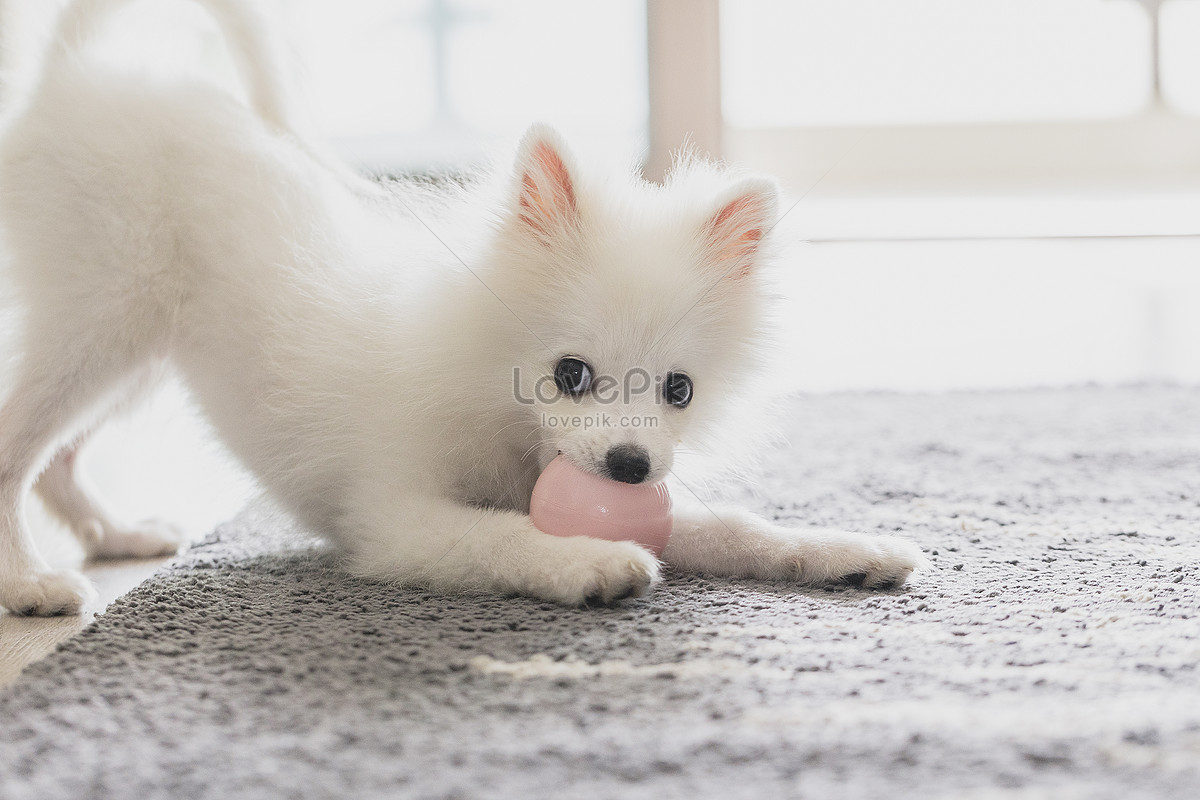Pomeranian là một trong những giống chó nhỏ được ưa chuộng nhất. Đáng yêu và ngoan ngoãn, chú chó trong hình này chắc chắn sẽ khiến bạn phải \