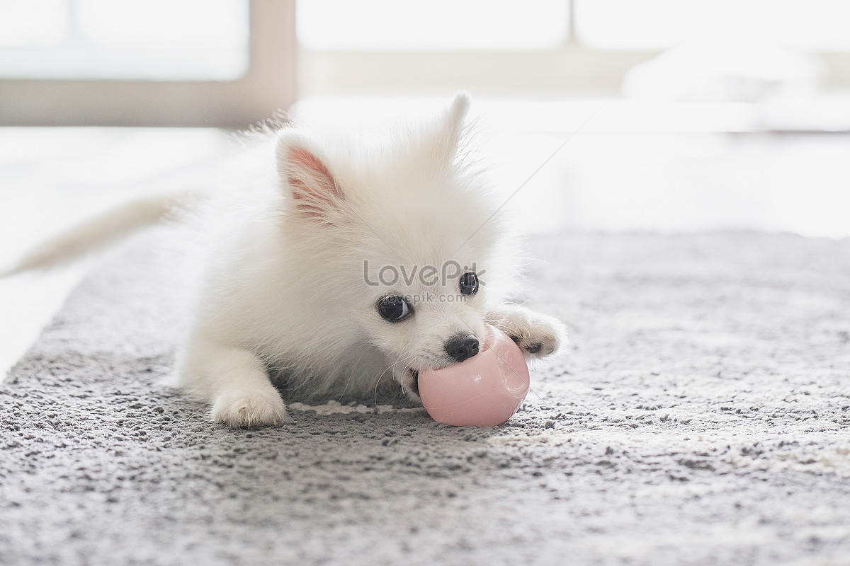 Ai cũng yêu chú chó Pomeranian này khi nó rạng rỡ trong ánh nắng. Với bộ lông trắng, những đường nét mặt đáng yêu và kích thước nhỏ bé, nó là một người bạn đáng tin cậy cho bất kỳ ai.