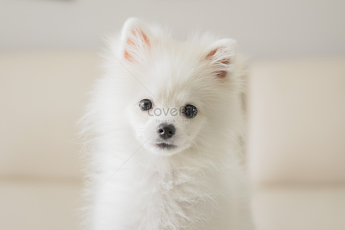 Nếu bạn yêu thích chó Pomeranian, hãy xem ảnh của chúng tôi. Những bức hình đáng yêu sẽ khiến bạn đắm đuối trước vẻ đẹp của giống chó này. Hãy thưởng thức bộ lông mượt mà và quần áo xinh xắn mà chúng đang mặc.