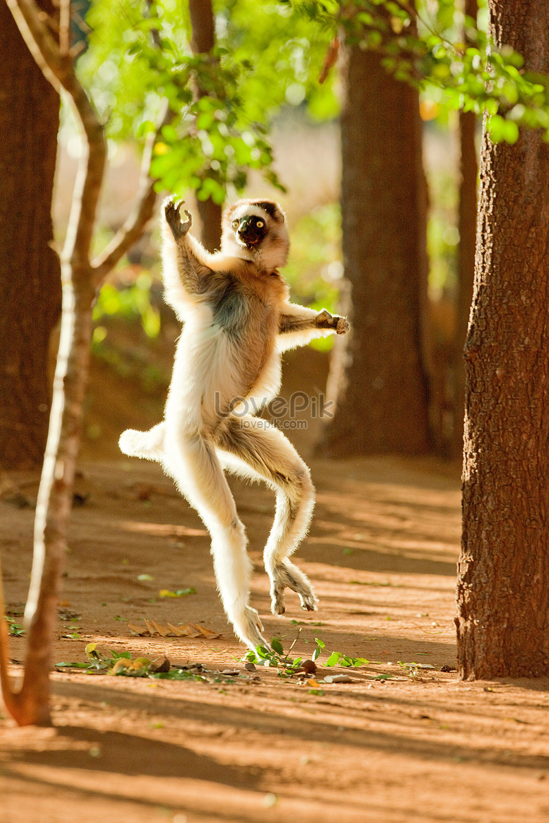 ảnh Vượn Cáo Nhảy Múa Trong Khu Bảo Tồn Berenti Của Madagascar Tải ...