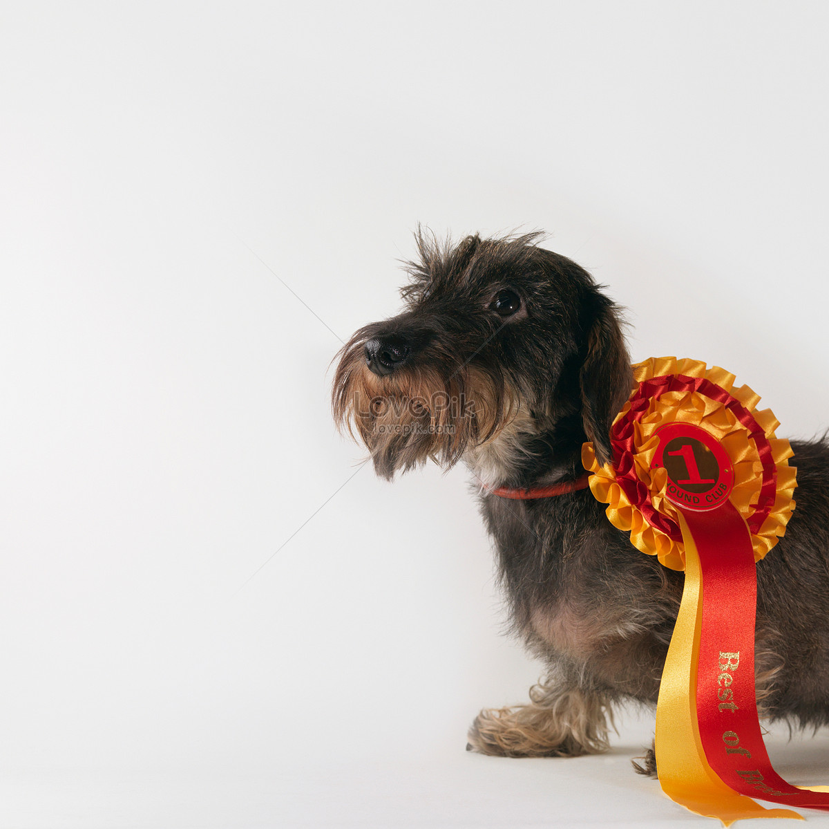 Crown Awards Trofeos de perros con grabado personalizado, 6.0 in de perro  con diseño de perro en árbol, trofeo sobre base negra Prime