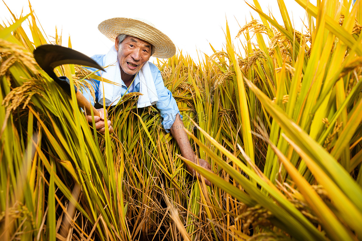 幸福亚洲女性农民拿着金饭碗的笑容在水稻_站酷海洛_正版图片_视频_字体_音乐素材交易平台_站酷旗下品牌