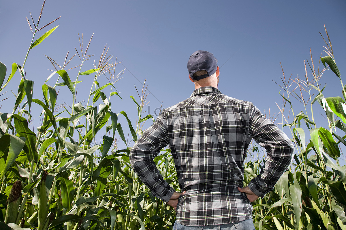 Farmers Check Crops Picture And HD Photos | Free Download On Lovepik